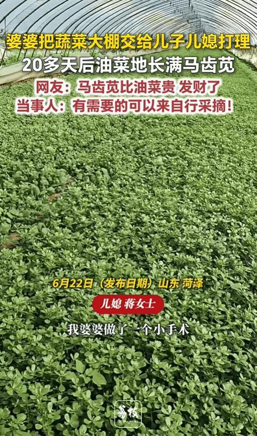母亲住院，菜地20天长满马齿笕，发了！事情很简单。母亲因病住院，将自家