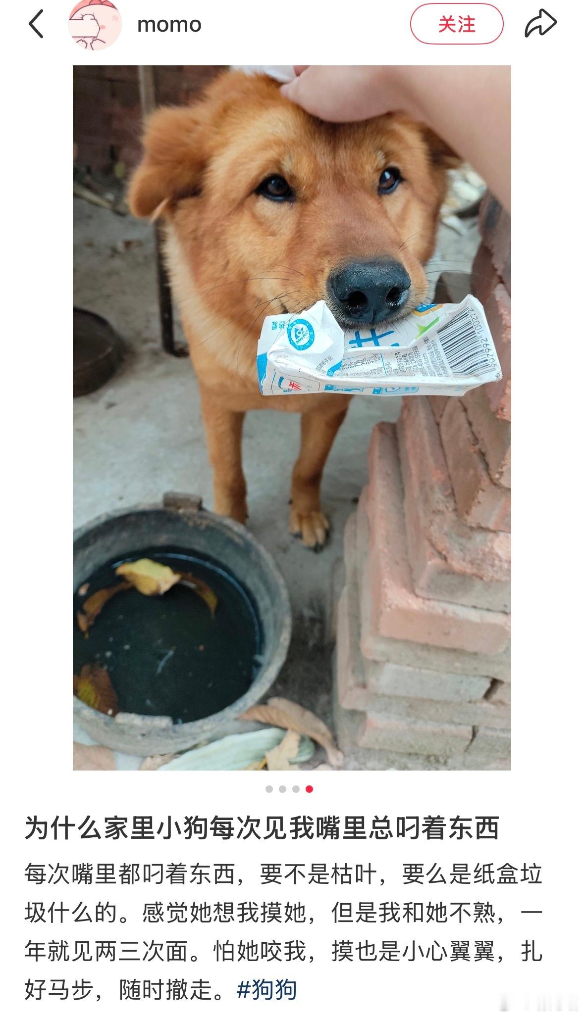 原来小狗嘴里叼着东西就是证明自己不会咬人，可以放心来摸摸！