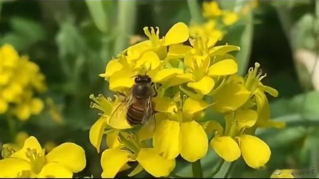 专家说，为油菜花免费喷洒农药的目的是防止病虫害，每亩能增产15%到30%。抛开此