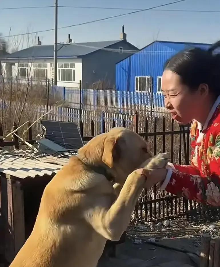 刷到一位大哥用五天时间给自家狗编了个稻草屋，视频里他蹲在田埂边一把把挑稻草，回家
