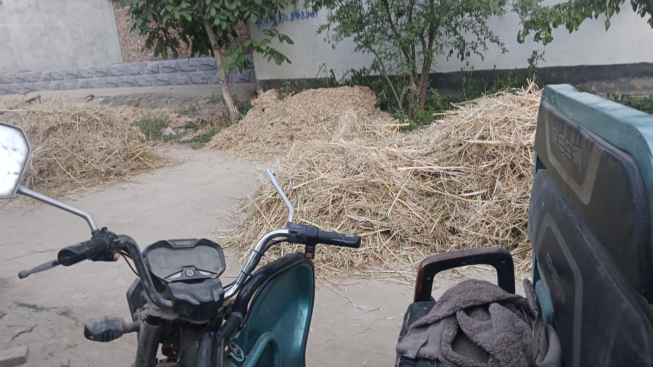 昨天中午，吃过午饭，我开着摩托三轮车去压菜籽，到了广场一看，我傻眼了。我割的