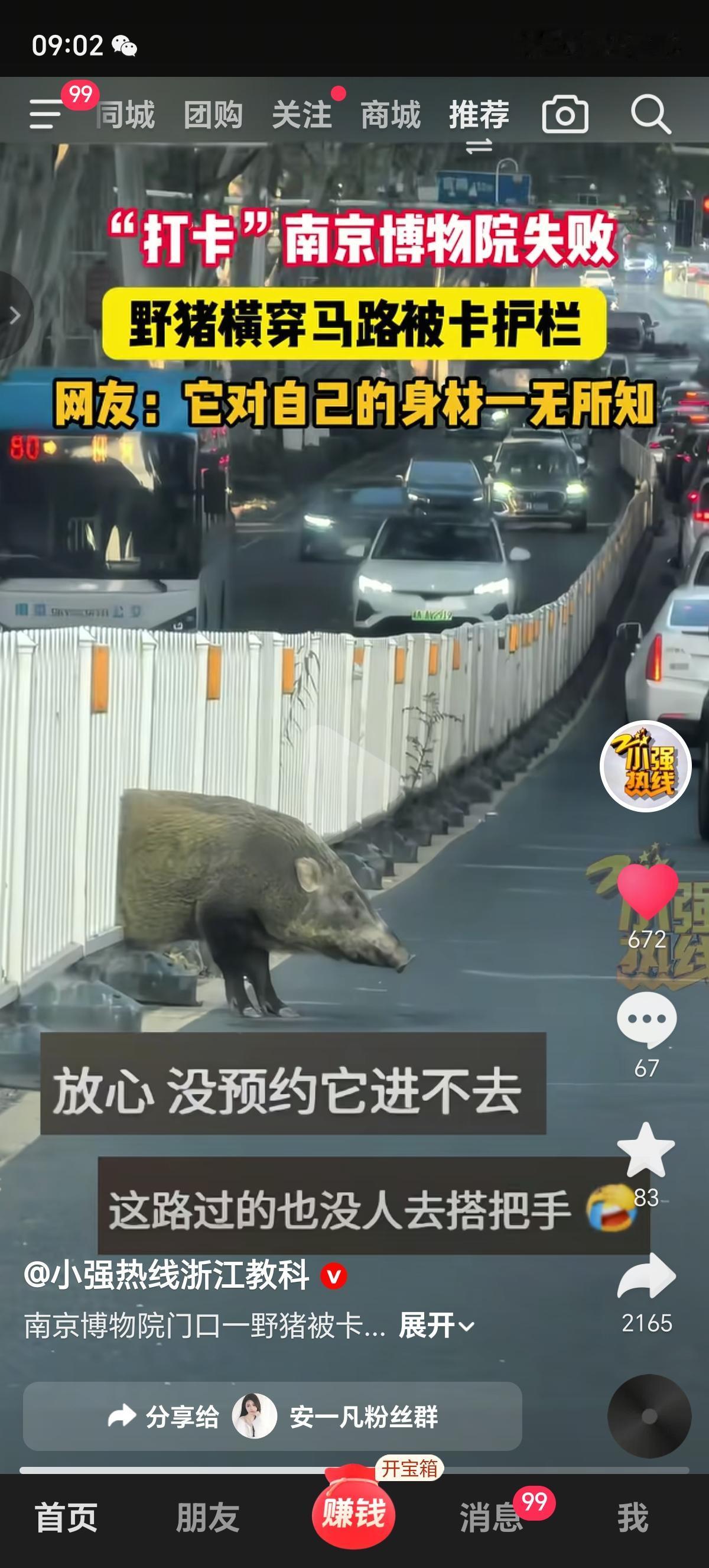 南京的一头野猪火了，想去南京博物院打卡签到蹭文化，可惜它没有提前预约。这个“二师