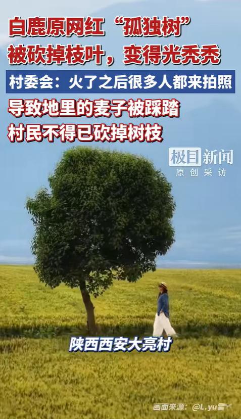 “树被我剁了，别再来了！”陕西，一67岁农民大娘望着自家即将被游客生生踩秃的麦田