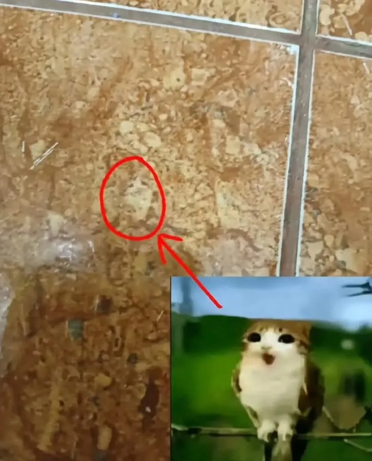 谁快去把小猫救出来😭meme