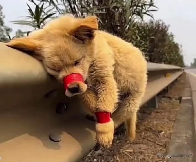 天哪！小狗被主人遗弃绑在高速路上，当营救人员冲过去的时候，眼睛亮了一下又暗淡下去