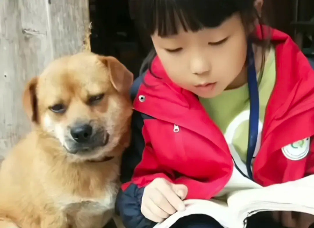 还记得前段时间火爆全网，一个陪小女孩读书的小狗吗？就在7月15号它永远的离开了…