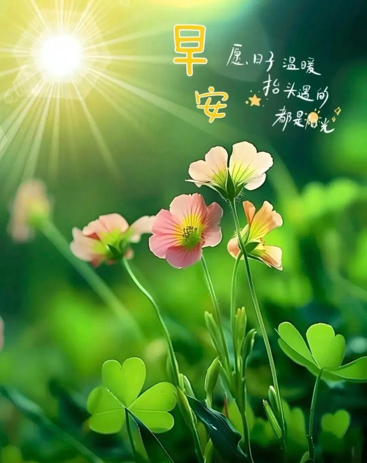 淡淡的日子，淡淡的心情，淡淡的阳光，淡淡的风，凡事淡淡的，就好。早上好