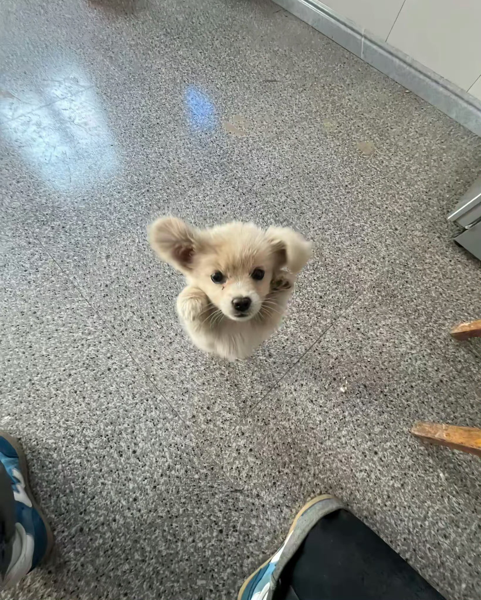 狗子会飞🤩​​​