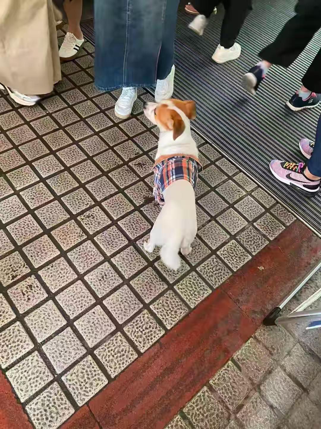 穿衬衫的小乖狗被落在高速服务区！咋安排食宿？协管队长忙坏了！所幸结果很暖网友