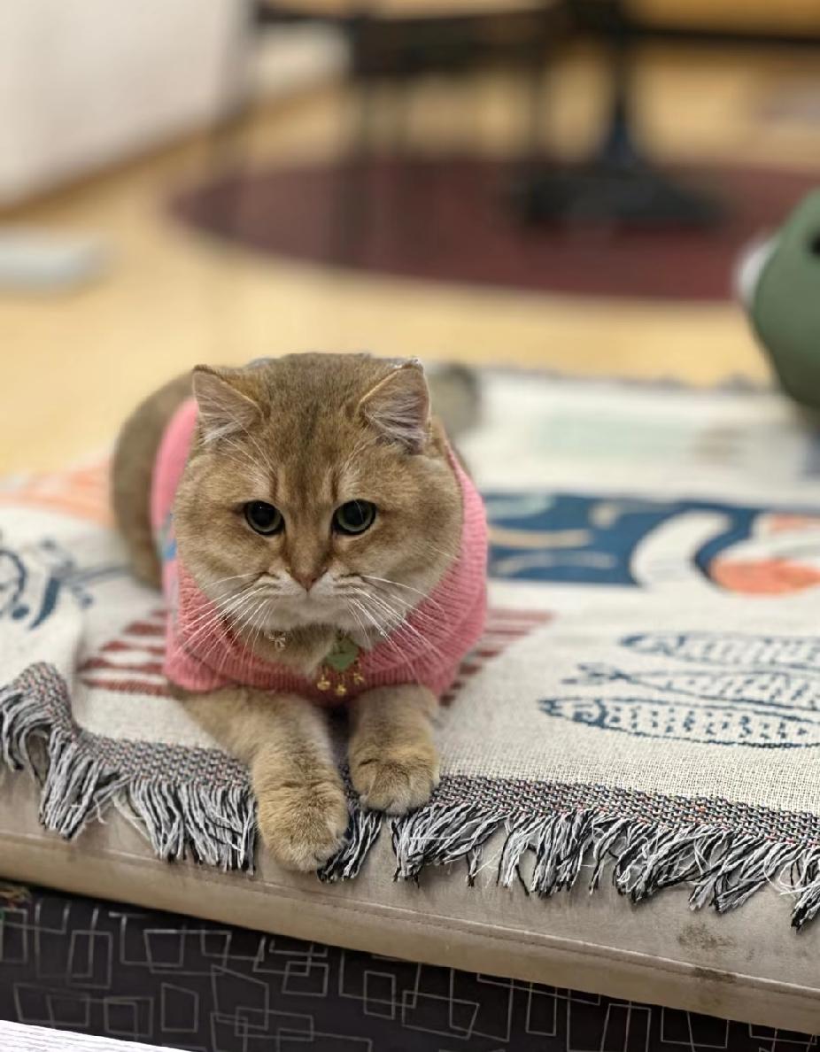 我有几次养猫经历，我发现猫的智商真的很低，而且猫特别喜欢独处，不喜欢亲近主人，我