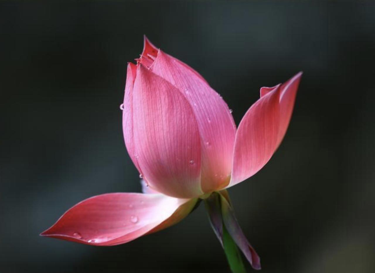 夫妻不渡无缘之劫，枕边人是你命里最强的符。你以为婚姻是月老喝醉了牵的红线？是你