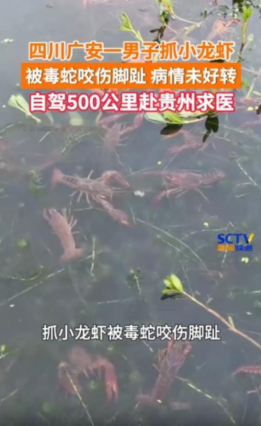四川，一男子趁着夜色前往野外水田抓小龙虾，谁料一只剧毒的原矛头蝮蛇突然从暗处蹿出