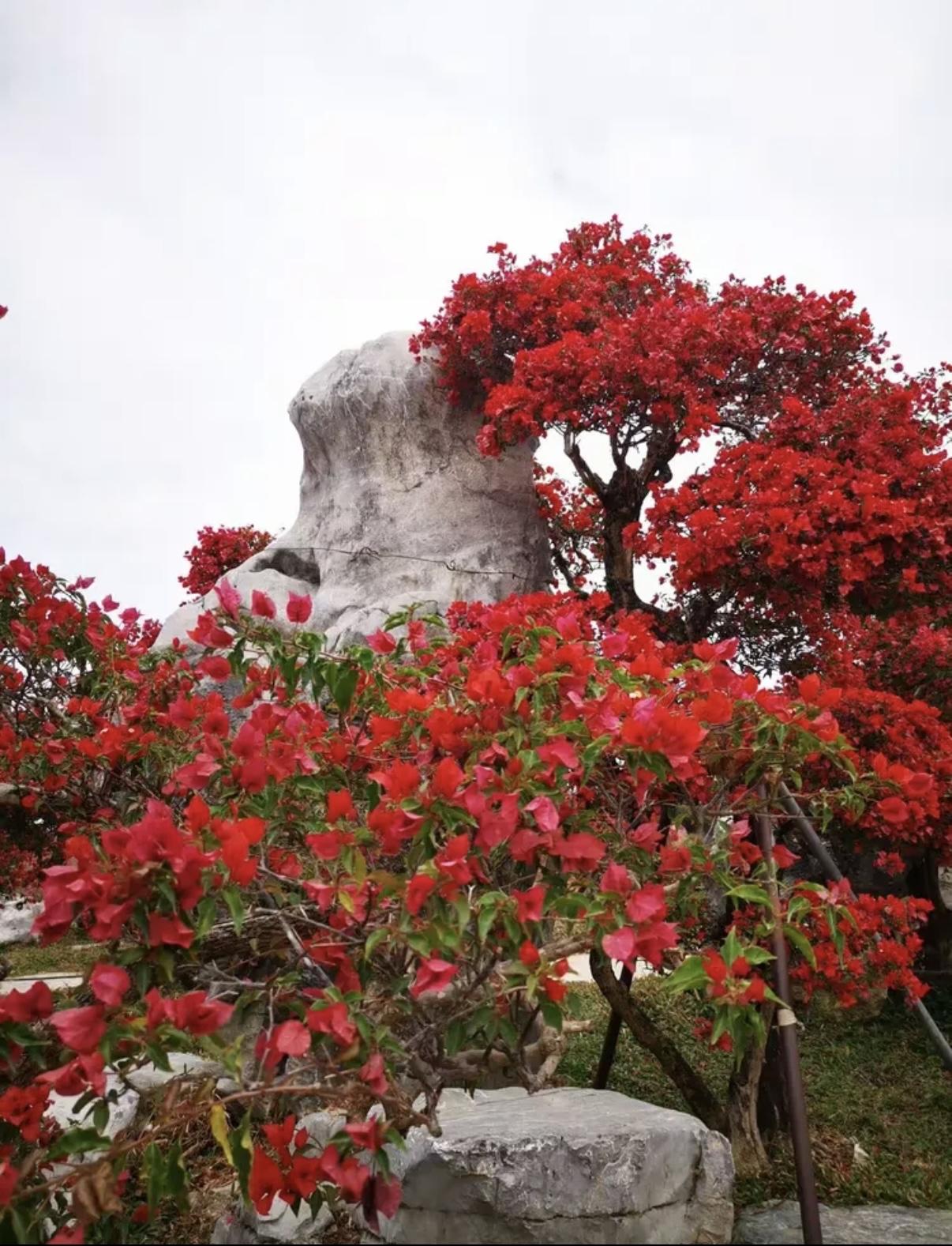 什么样的中药才能叫真正的中药野生+分季+炮制确实是传统中药疗效的黄金