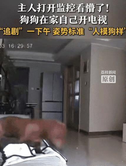 家人们谁懂啊！山东网友上班摸鱼看监控，直接被自家狗整懵——沙发上坐