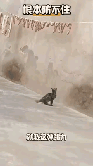 屋主为了杜绝猫咪偷食香肠，特意将肉肠吊在高处，自以为这个高度能够彻底拦住馋嘴的小