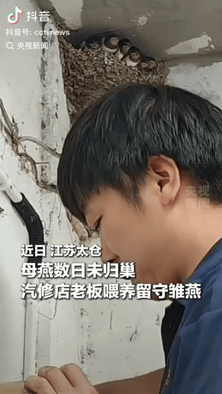 江苏太仓，一家汽修店屋檐下住着6只小燕子，每天等着妈妈觅食回来投喂，不料一连好几