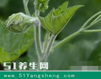 这个叶子是个宝, 降压、戒烟、打结石, 后悔现在才知道!
