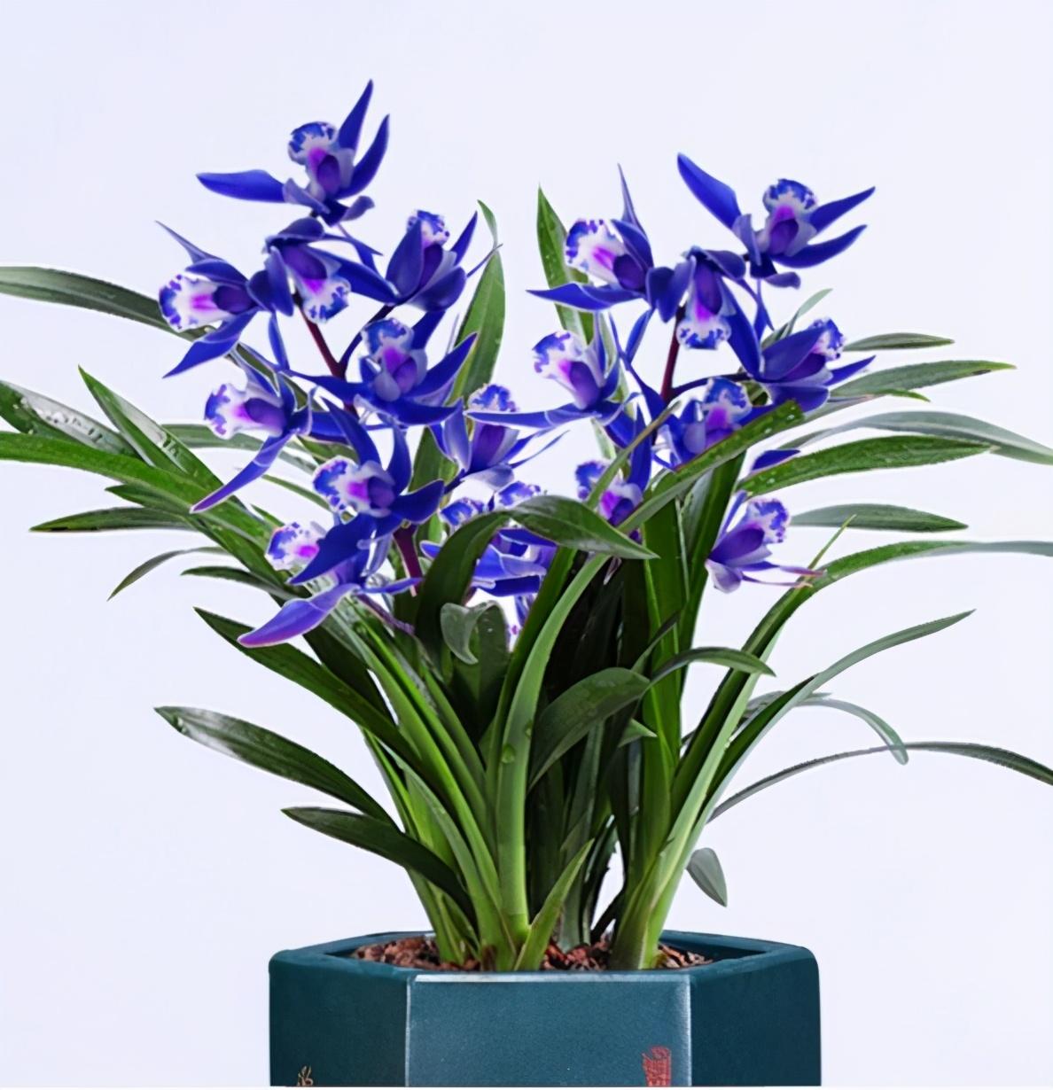 兰花，被誉为“花中君子”，自古以来便是东方文化中的重要象征。它以其高雅的姿态、幽