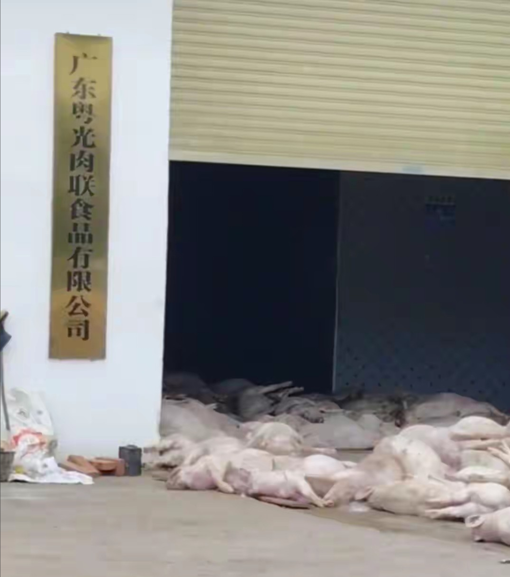 肉联厂门口堆满死猪。肉联厂门口堆着死猪，这让大家连超市里的腊肠、腊肉、烟熏肉都