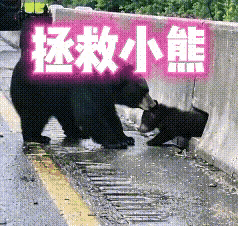 你见过母熊咬着小熊往排水口外拽，拽半天纹丝不动的场面吗？那天在外国一个景区，一