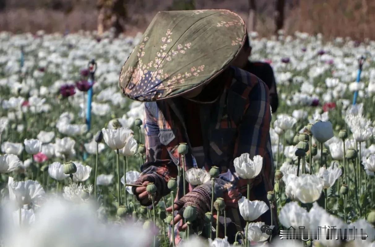 金三角开始祸害印度了！！缅甸成印度合成毒品主要来源地。印度马拉雅拉姆语报纸《大地