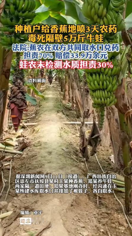 广西扶绥，一名蕉农在香蕉地里喷了三天农药，没想到两天之内，隔壁牛蛙养殖基地死了2