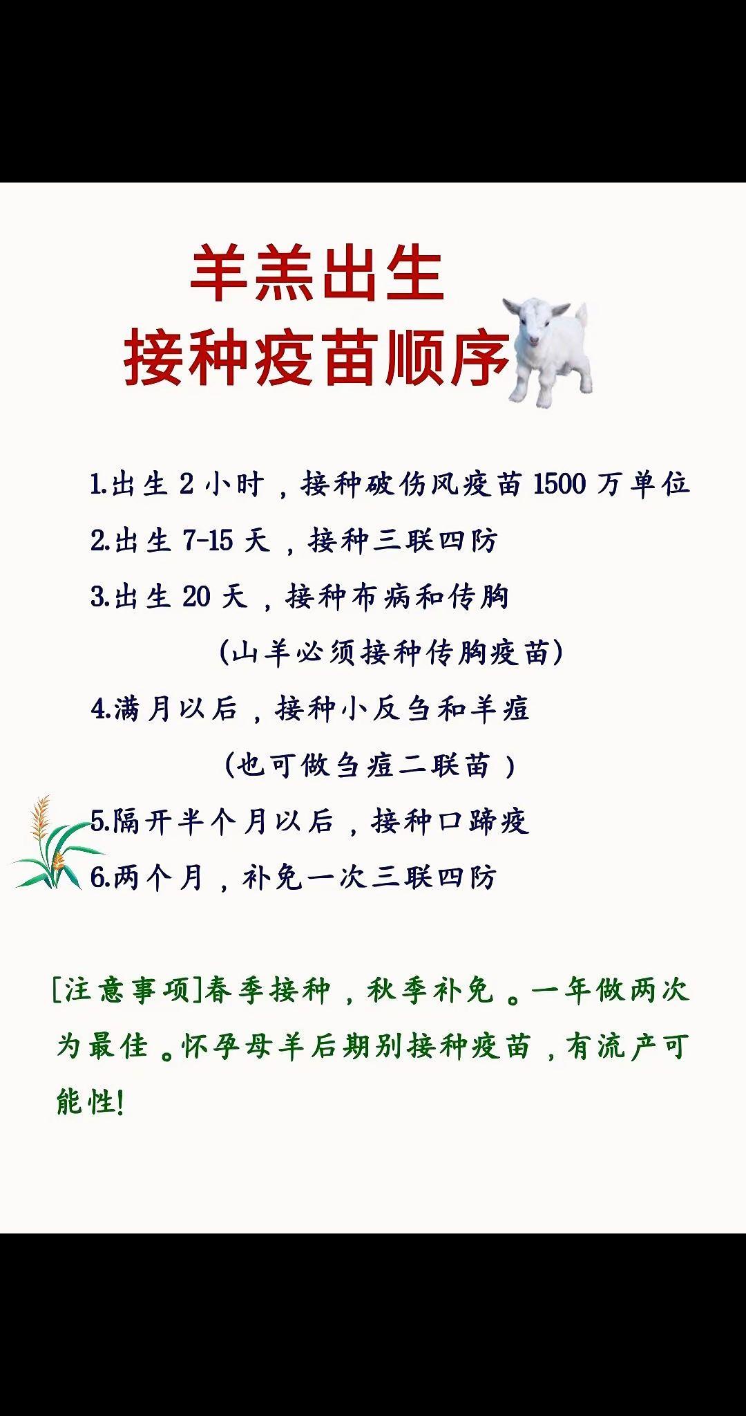 养羊人农村养羊牛羊养殖