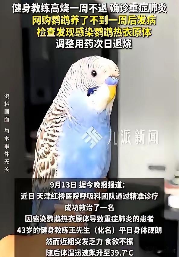 一身腱子肉，扛得住铁，扛不住一只鸟。天津那位健身教练网购了只巴掌大的鹦鹉，养了