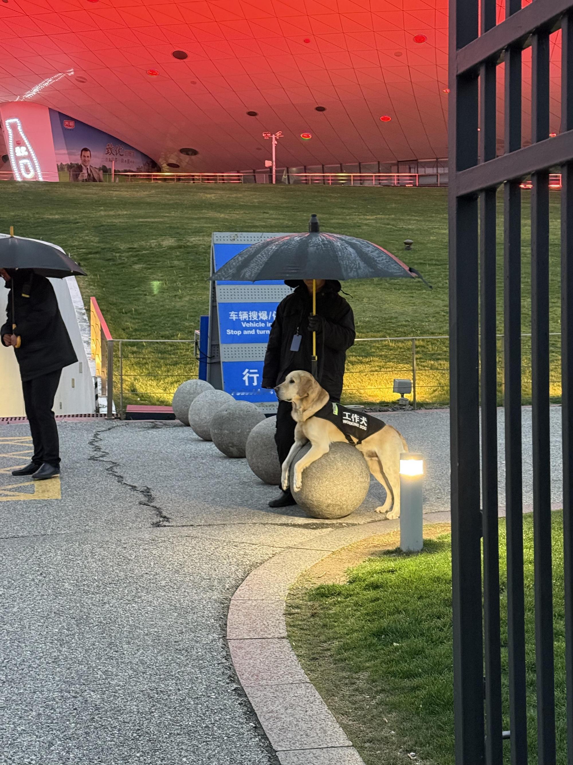 “这个小球设计的很符合狗体弧度”