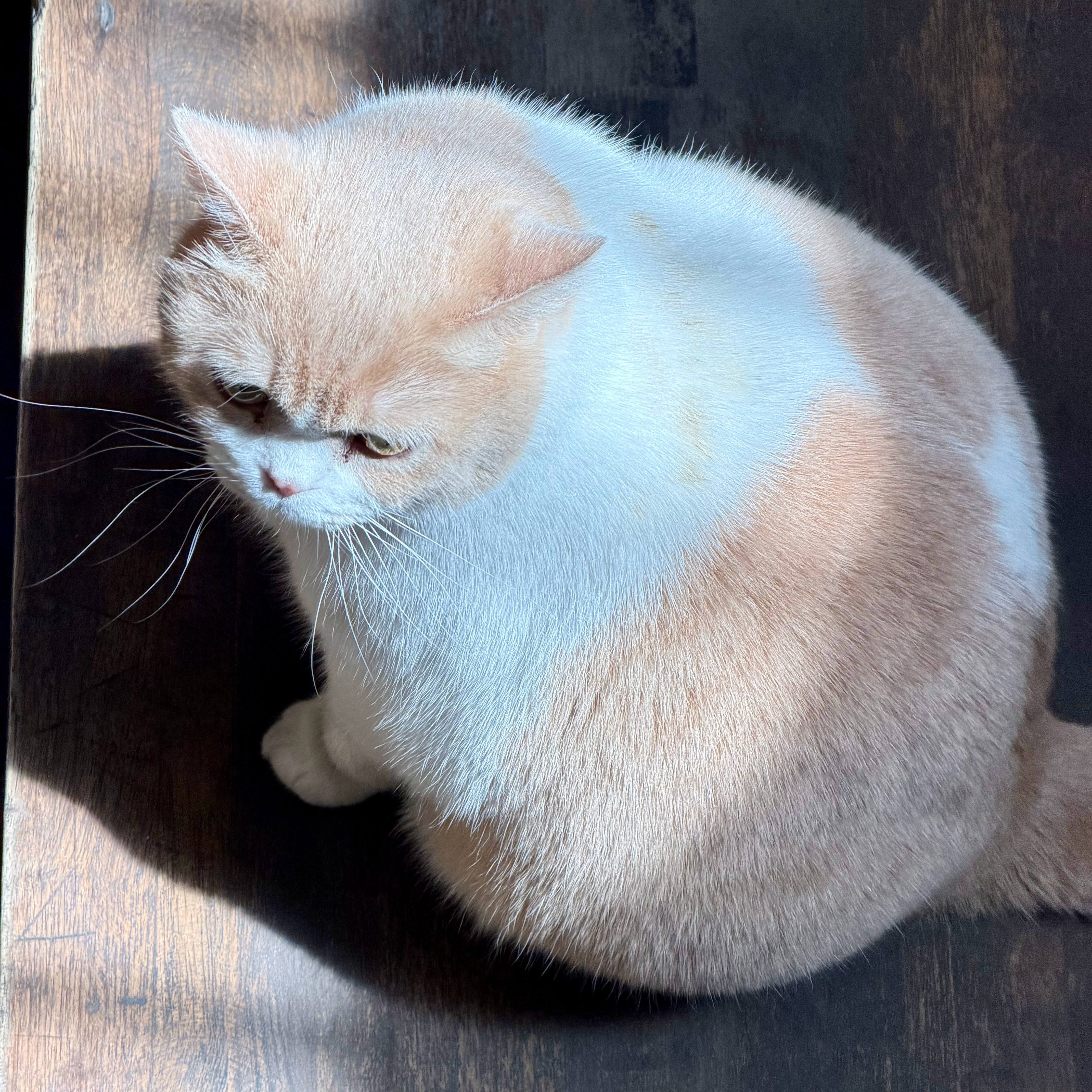 不看镜头发财和旺财，都是温柔可爱的小猫呀