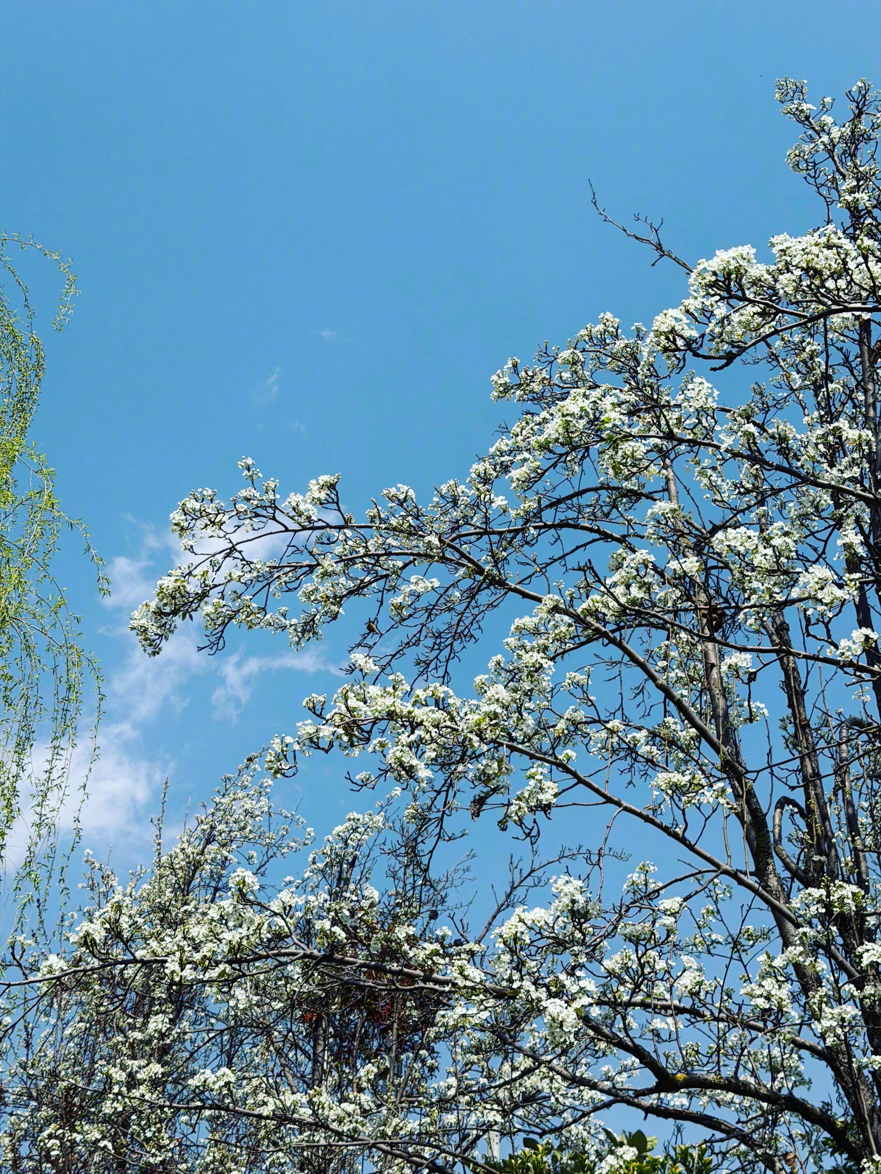 今日份的束河的春天丽江·束河古镇