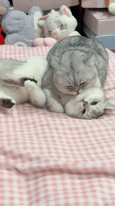 我瞅见这俩小猫，心里软乎乎嘞！底下这只只管舒舒服服躺着享清福，四仰八叉一点不操心