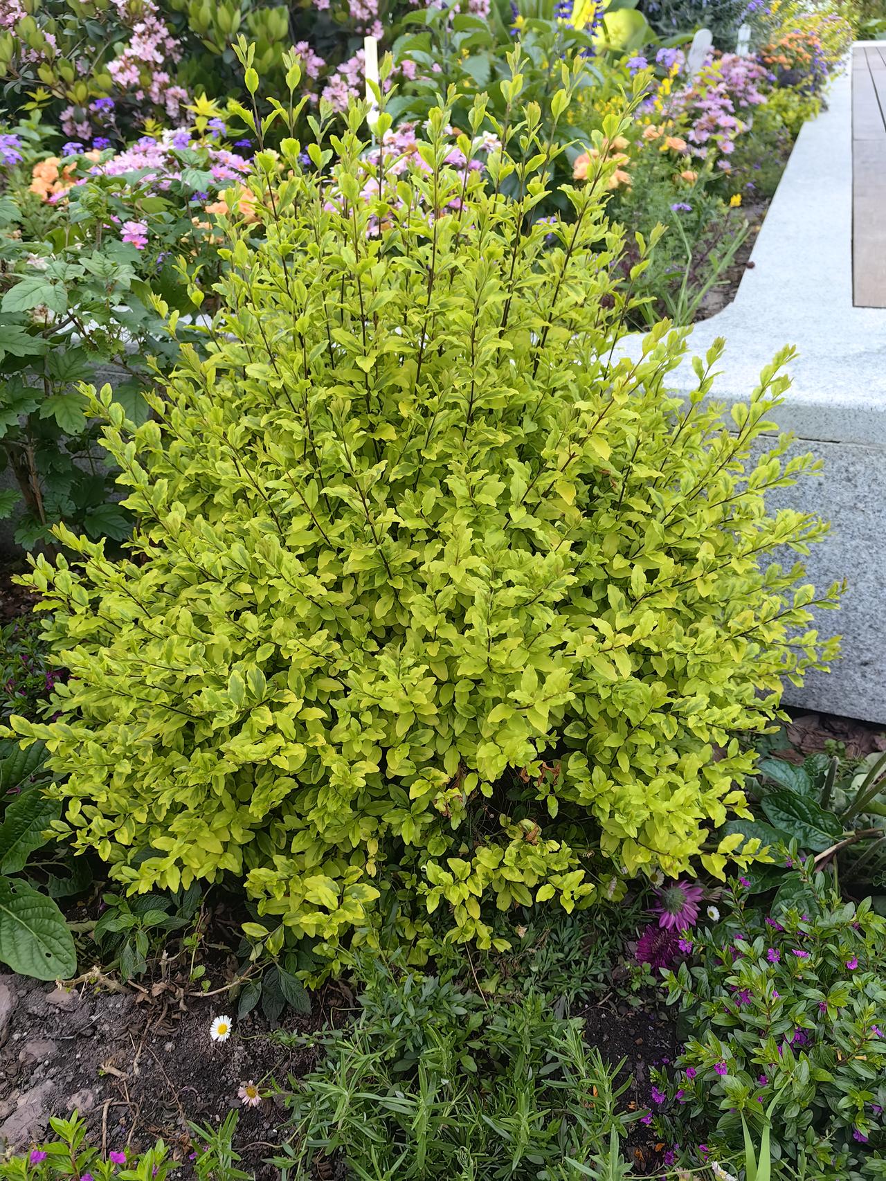 A股市场5000多只股票，奇葩公司还真不少。就说有这么一家，净资产21元多，股价