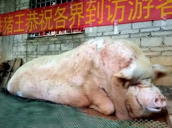 一头猪如果终生不杀，最终能长到多重呢？2003年，浙江一位农民买了一只小猪仔当宠