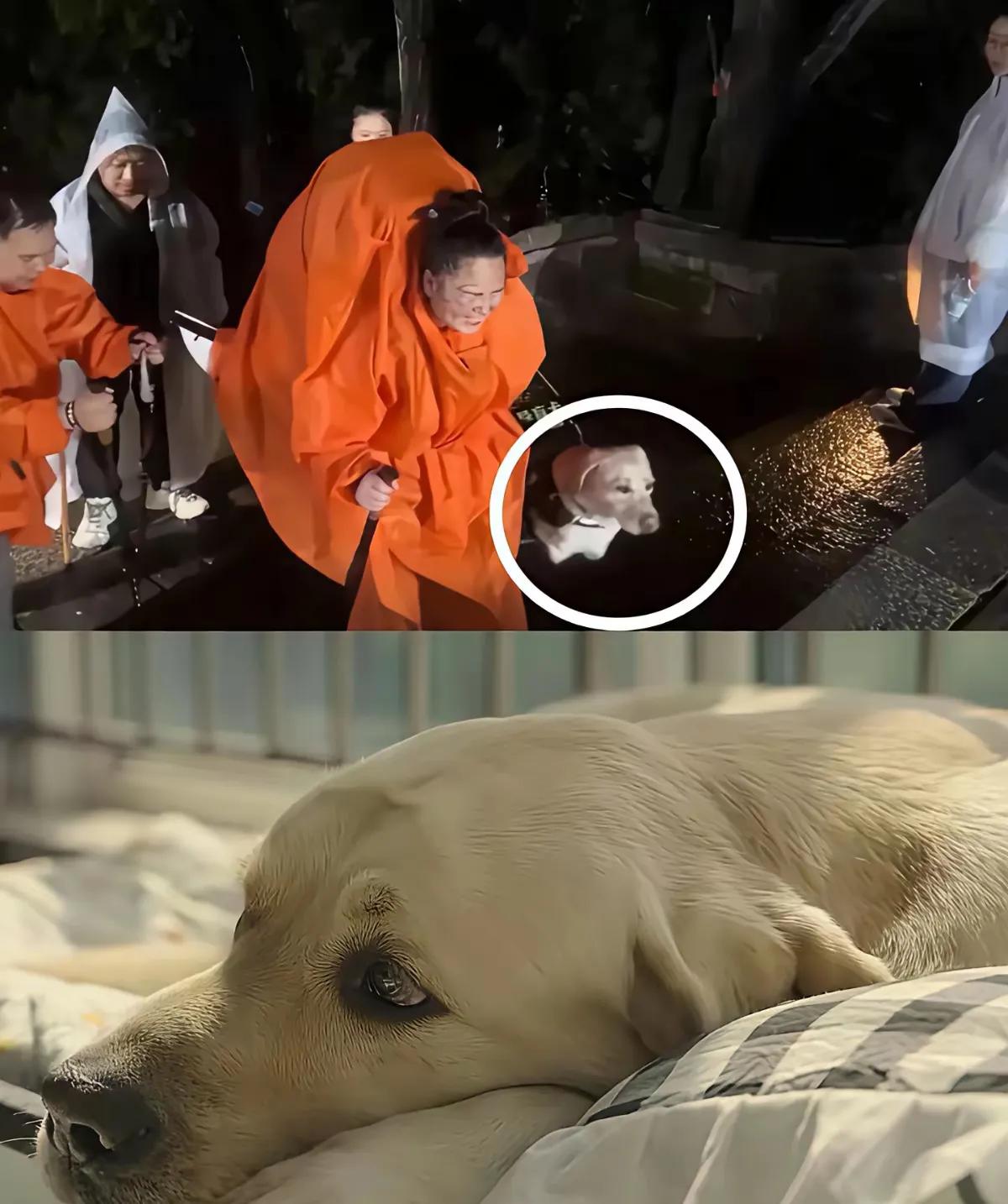 导盲犬芬迪刚被训导员接走，主人王女士立马就找上了残联，理由说得特直白：“没了芬迪
