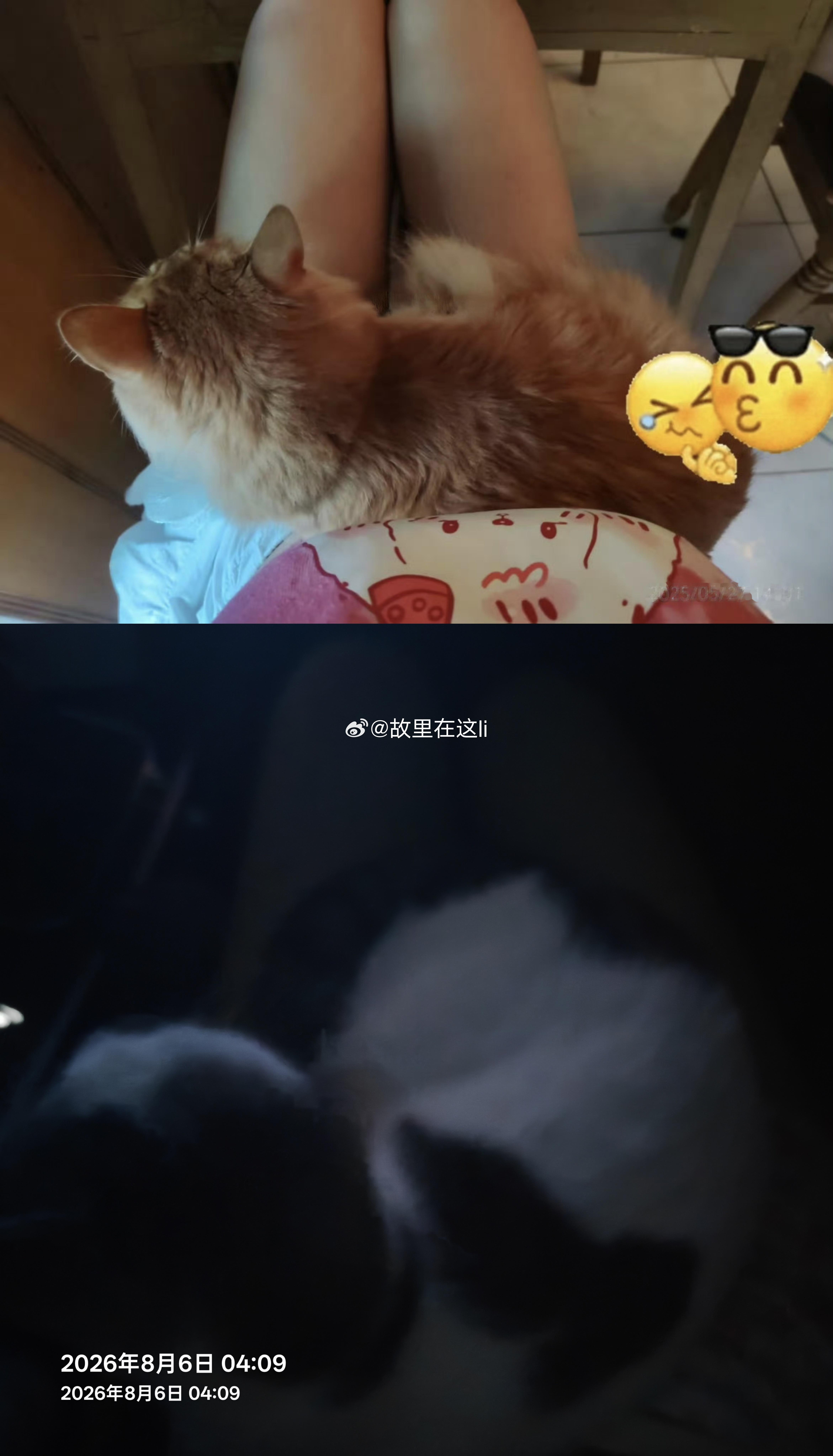 今年我有自己滴小猫咪啦