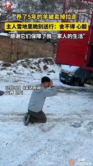 忻州汉子雪地跪羊五年“家人”一朝别离山西忻州。解师傅。雪地里咚地跪下。对