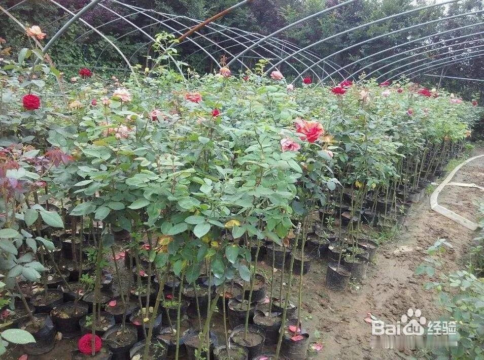 最近花十块钱买了盆月季，看着特别喜欢，就担心自己是新手养死了。赶紧琢磨了点基础养