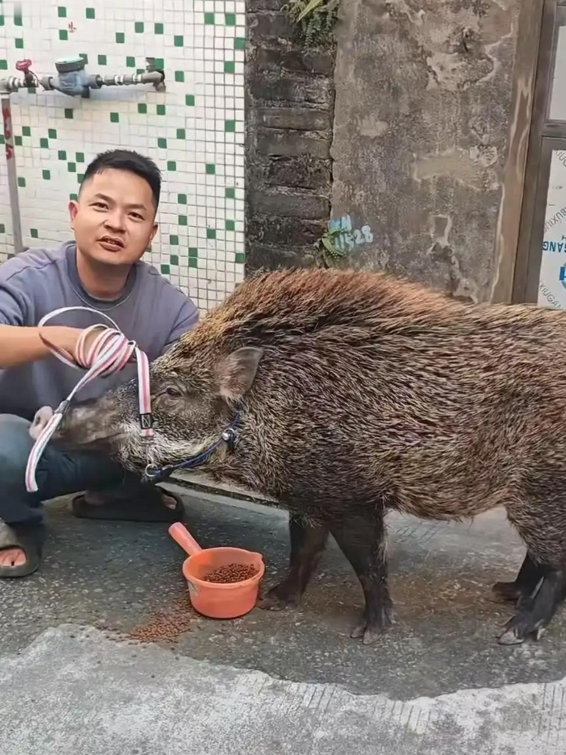 广东罗先生当初看见一只野猪受伤了，就拿面条喂它，这猪吃完不走，他干脆收回家养着，