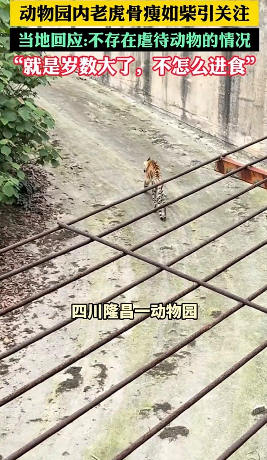 “人老了大概也是这样”。看了四川某动物园的“纸老虎”视频，不由得感慨。之前游客拍