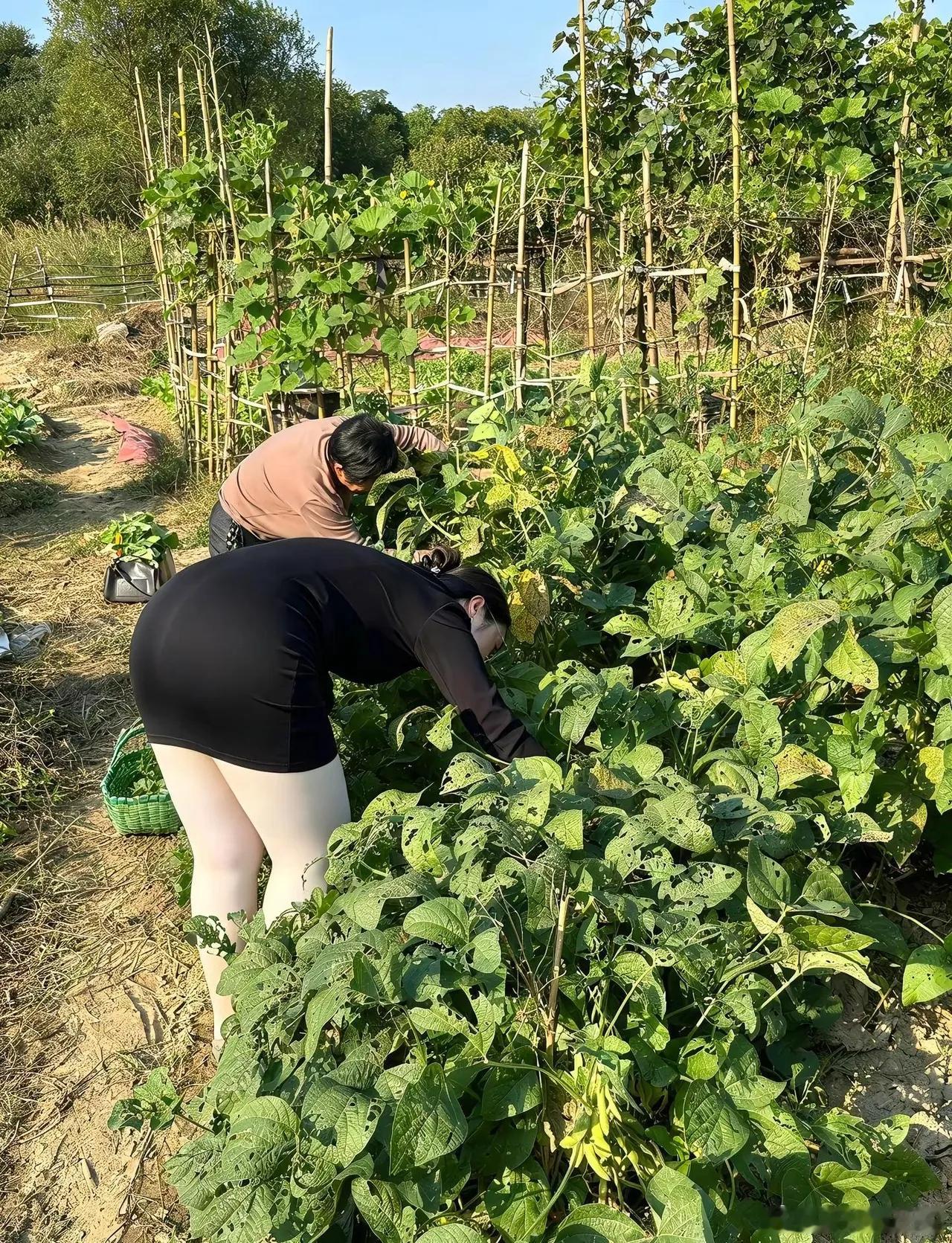家里的毛豆熟了，有人要吃新鲜的毛豆吗？我妈种太多了，根本吃不完​​​