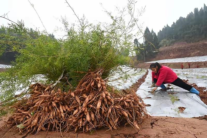 四川绵阳有个唐老板，把没人要的荒坡种成了“懒人摇钱树”，一年到头就忙一回，钱还自