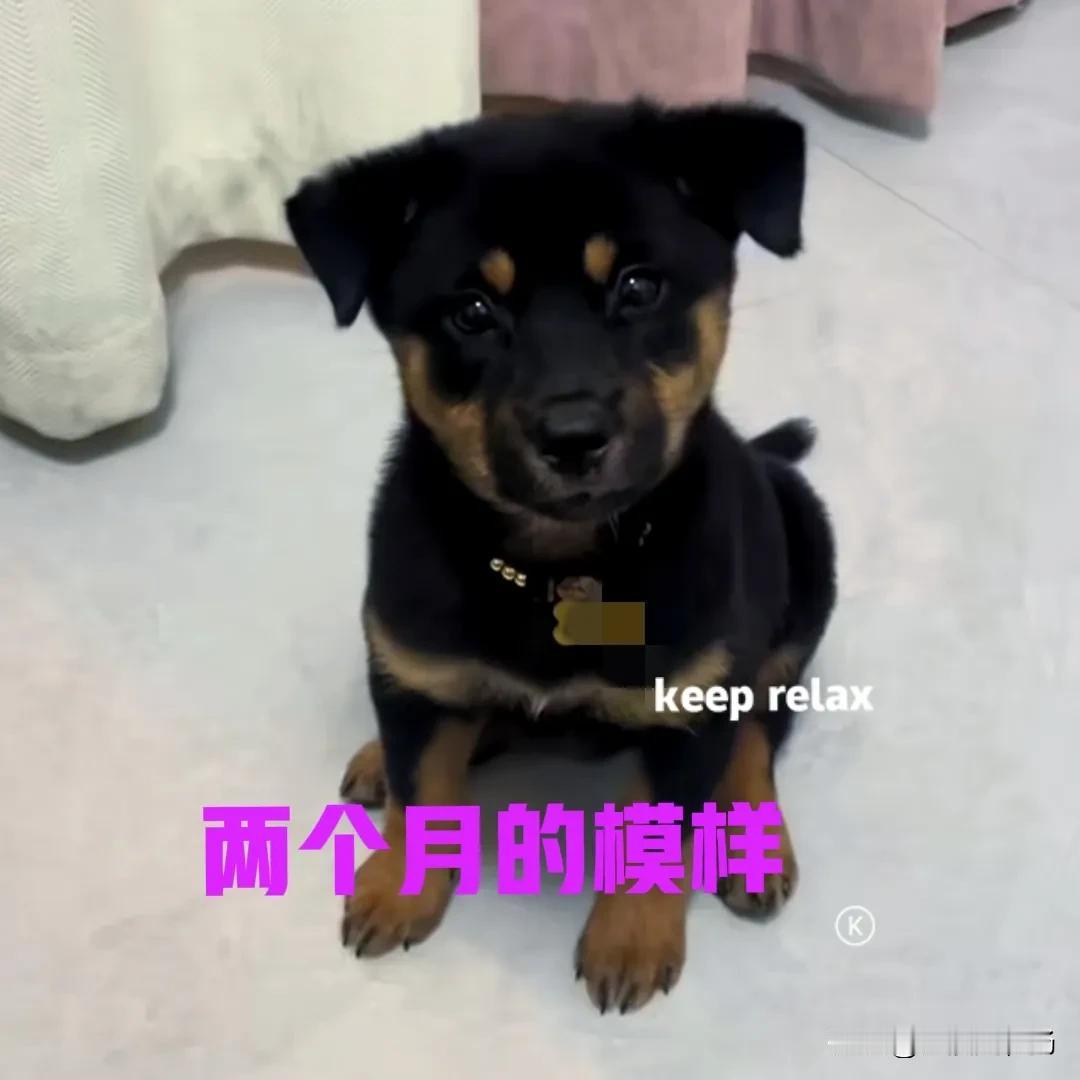 花了两千块钱，在网上买的中华田园犬眨眼之间就长大了。狗子是正宗的广西四眼铁包金
