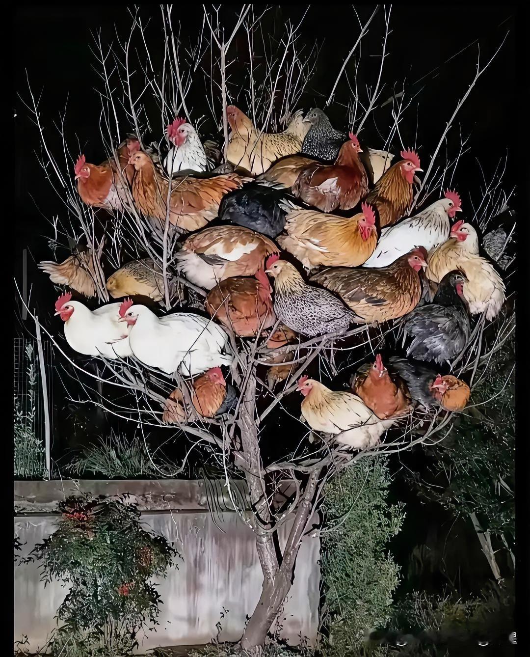 刚在老家后院拍的照片，突发奇想，三连问，请答题：①为啥鸡夜晚喜欢待树上？②