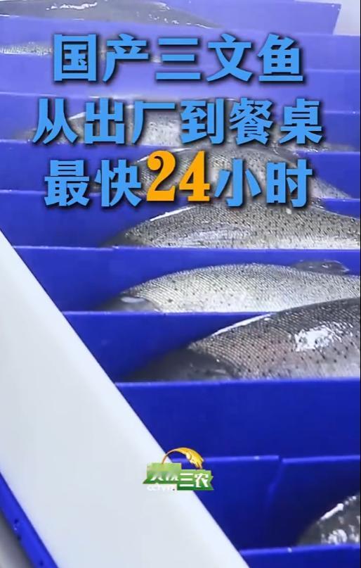 中国自己养的三文鱼上岸了！从出厂到餐桌国产三文鱼最快只要24小时，这到底是怎么实