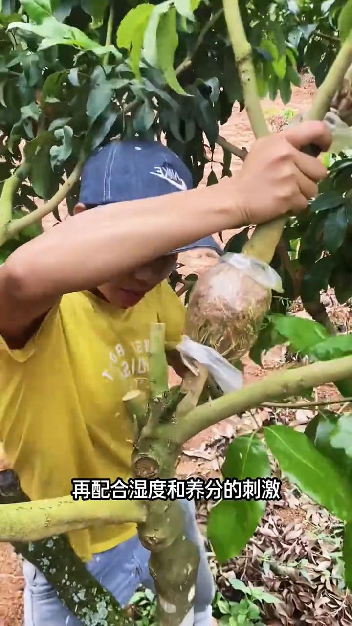 果树爆苗法，老果农的育苗绝招。仅凭一堆烂泥巴就能让一棵普普通通的果树变成发家致