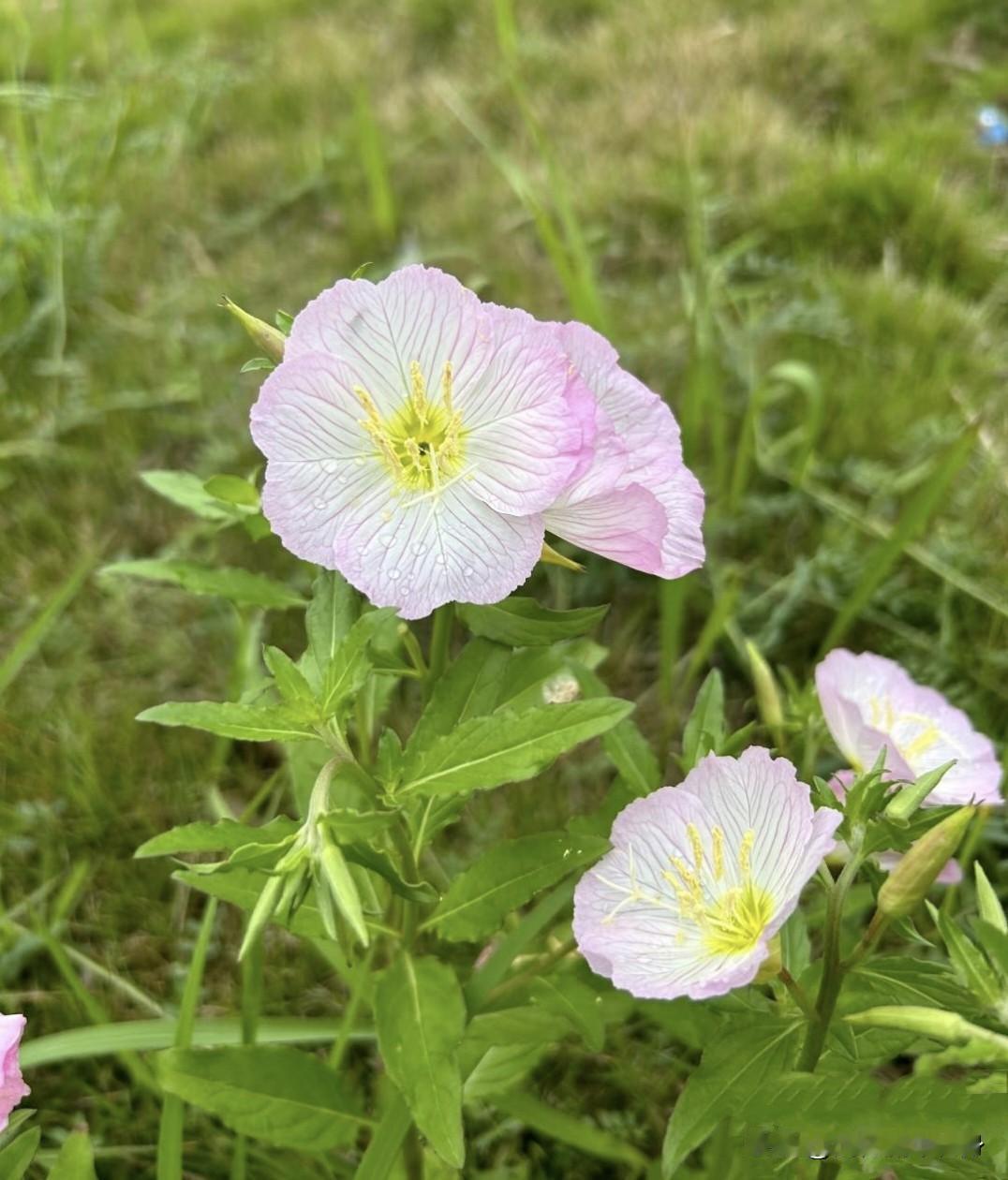 青春期早恋竟成逆袭动力？邻居家儿子的经历太让人意外万般皆是命!我一个邻居儿