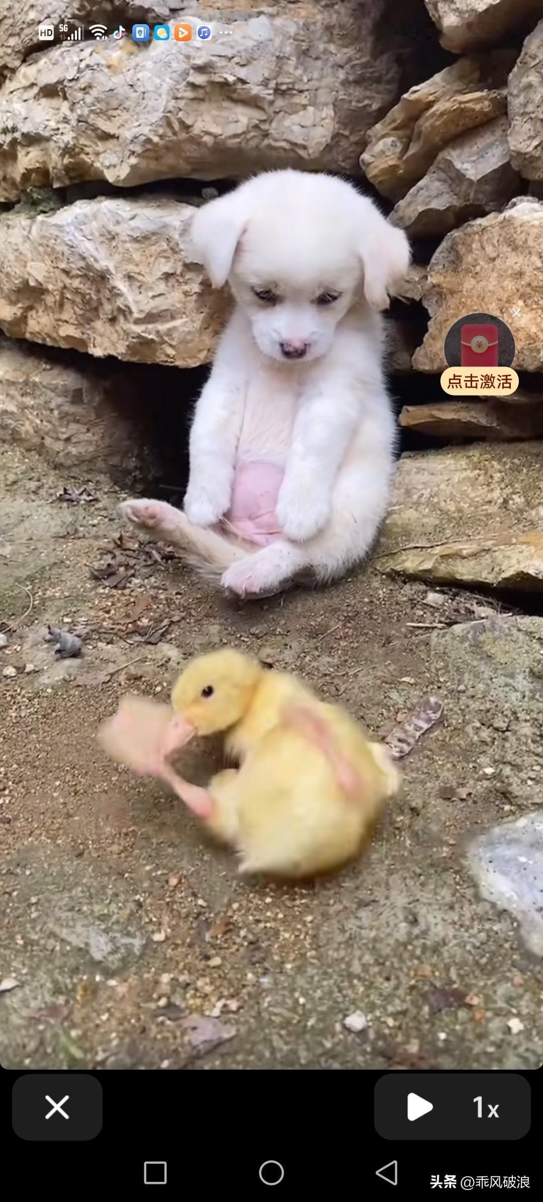 万物皆有灵。一只刚出生不久的小鸭子，在小狗面前摇摇晃晃，怎么都站不起来。狗狗帮它