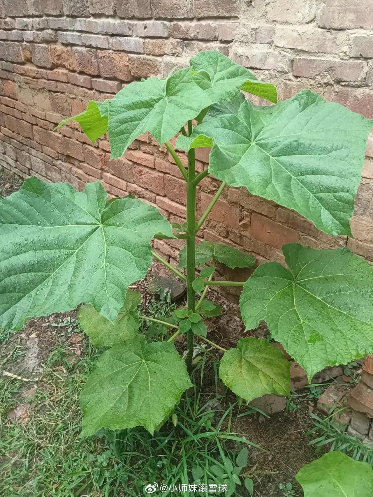 全网的老铁，你们认识这种植物的吗？