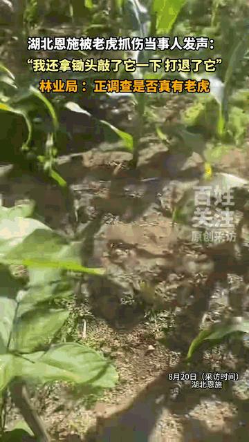 湖北村民称被老虎抓伤：我打退了它，它身上一圈黑一圈黄…难道是金钱豹？因为老虎一